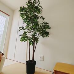 【ネット決済】【お譲り先決定】IKEA　フェイク観葉植物　160...
