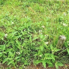 【草刈り】【除草剤散布】【樹木防除】などなど