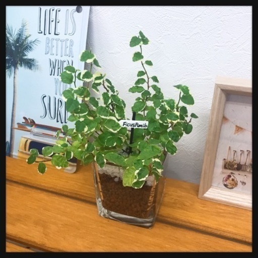 観葉植物 フィカスプミラハイドロカルチャー Kal 那覇の家具の中古あげます 譲ります ジモティーで不用品の処分
