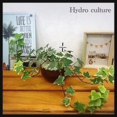 🪴観葉植物🪴アイビー(へデラ) ハイドロカルチャー