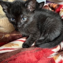 かわいい黒猫くん