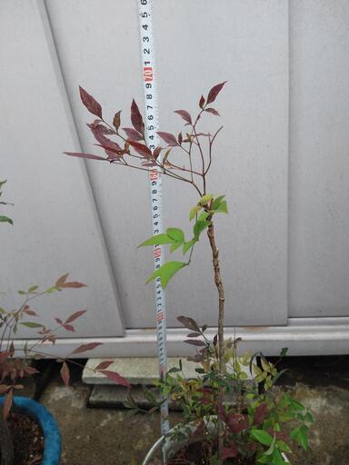 お取引先決定 南天 鉢植え 植木 苗木 Millsac 堀切菖蒲園の家庭用品 ガーデニング の中古あげます 譲ります ジモティーで不用品の処分