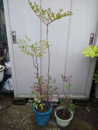 お取引先決定 南天 鉢植え 植木 苗木 Millsac 堀切菖蒲園の家庭用品 ガーデニング の中古あげます 譲ります ジモティーで不用品の処分