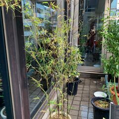【植物】黒竹　クロチク