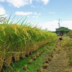 お米作り　田植えの準備　井原市