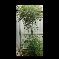 ナンテン(南天)の木②高さ2.5m【樹木・庭木・常緑・観葉植物】...