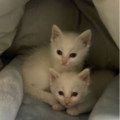 生後1ヶ月の真っ白い子猫メス2匹。もらってくださる方！