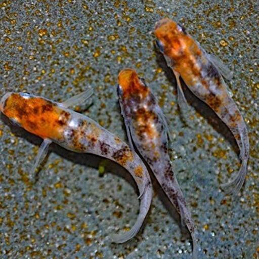 22雲州三色めだか有精卵15個 10個 補償分5個 メダカog3 四街道の家具の中古あげます 譲ります ジモティーで不用品の処分