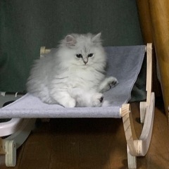 猫　ペット　ハンモック  ベッド 木製 - 家具