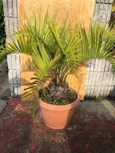 ココスヤシ 大株 高さ約110cm - その他 