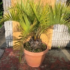 ココスヤシ　大株　高さ約110cm