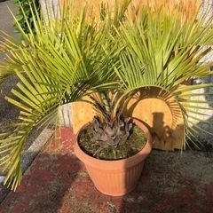 ココスヤシ　大株　高さ約110cm