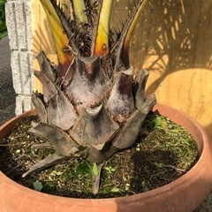 ココスヤシ　大株　高さ約110cm