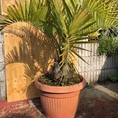 ココスヤシ　大株　高さ約110cm