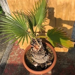 ワシントンヤシ 南国 高さ約100cm