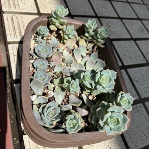 現況写真追加 3 4枚目参照 鉢付き多肉植物 Kotta 宮崎のその他の中古あげます 譲ります ジモティーで不用品の処分 現況写真追加 3 4枚目参照 鉢付き多肉植物 Kotta 宮崎のその他の中古あげます 譲ります ジモティーで不用品の処分