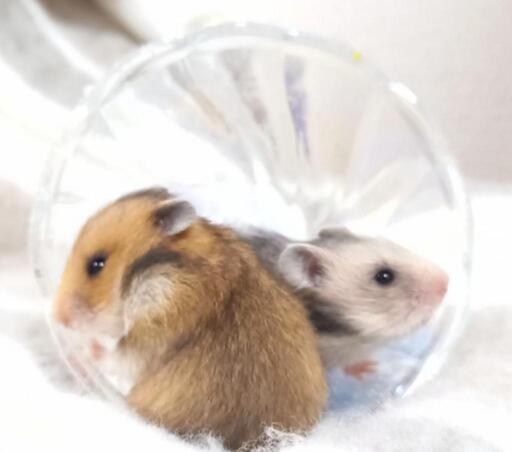 かわいいゴールデンハムスターの赤ちゃん里親募集 Rin 二十軒のその他の里親募集 ジモティー