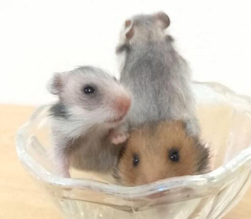 かわいいゴールデンハムスターの赤ちゃん里親募集 Rin 二十軒のその他の里親募集 ジモティー