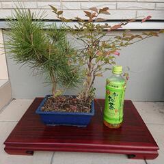 松と南天の盆栽 植木 観葉植物