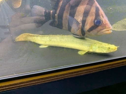 熱帯魚　ポリプテルス  ビキールビキール