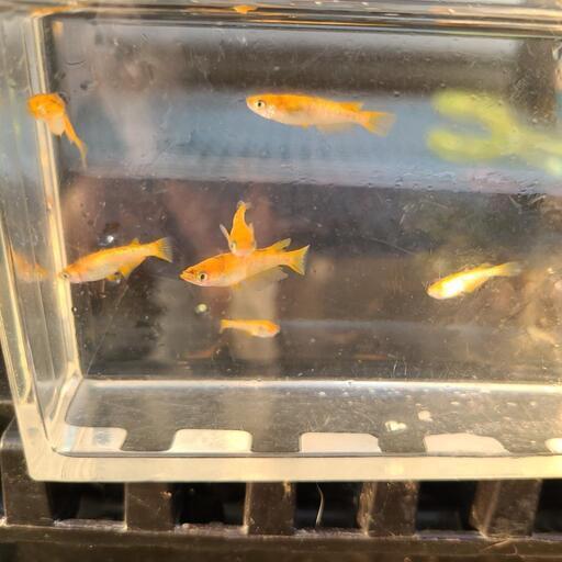 赤ブチラメめだか