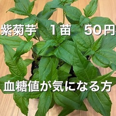 ④ 紫菊芋　苗　1個50円♪ （赤菊芋）