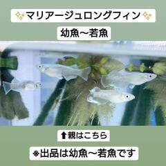 🐟メダカ🐟【希少】マリアージュロングフィン✨幼魚～若魚10匹✨終...