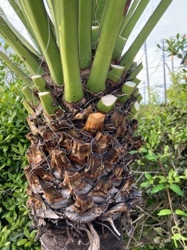 ユッカ カルネロサーナ 170.cm