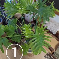 【商談決定】観葉植物、１鉢、500円