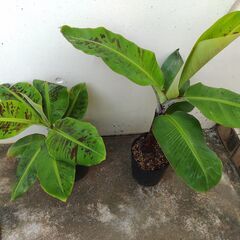 植物【三尺バナナ】１個