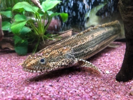 ポリプテルス　ラプラティ　値下げ