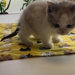 急募❗️生後1ヶ月の子猫です！ − 青森県