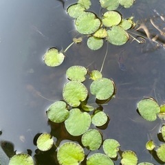 【ネット決済】浮き草　5株　100円