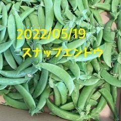 5/19朝採り スナップエンドウ 無農薬 新鮮野菜 100円