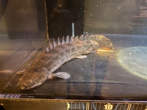 ポリプテルス アンソルギー 58cm ショップ 