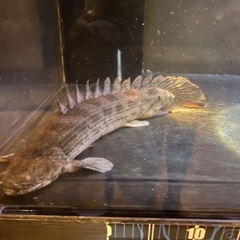 ポリプテルス　アンソルギー　58cm