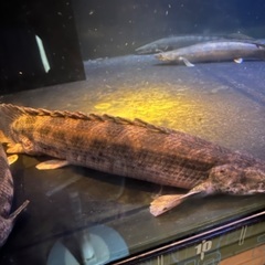 ポリプテルス　アンソルギー　58cm