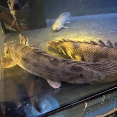 ポリプテルス　アンソルギー　58cm