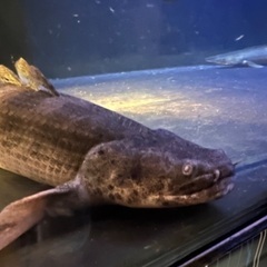 ポリプテルス　アンソルギー　58cm