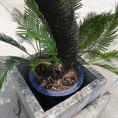 ソテツ170〜（取引者決定しました。）