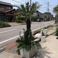 ソテツ170〜（取引者決定しました。）