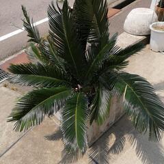 ソテツ170〜（取引者決定しました。）