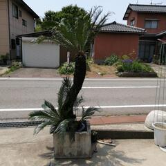 ソテツ170〜（取引者決定しました。）