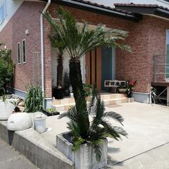 ソテツ170〜（取引者決定しました。）