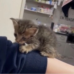 急募！キジトラの赤ちゃん、1ヶ月弱です。 − 福岡県