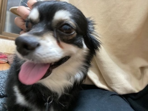 お問合せ多数の為 一旦募集中断します チワワの里親さん募集 再投稿です 保健所からの保護犬です ようこ 高槻のチワワの里親募集 ジモティー