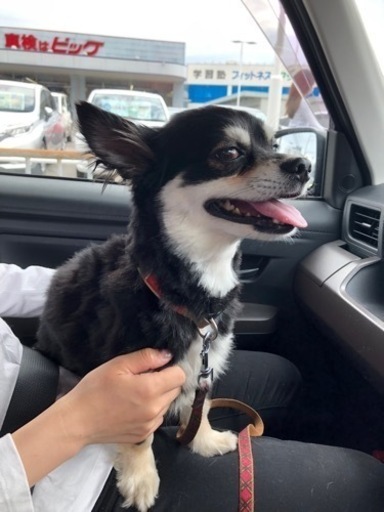 お問合せ多数の為 一旦募集中断します チワワの里親さん募集 再投稿です 保健所からの保護犬です ようこ 高槻のチワワの里親募集 ジモティー