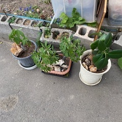 観葉植物　3鉢