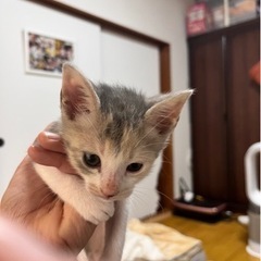 1ヶ月半弱パステル三毛ちゃん - 猫