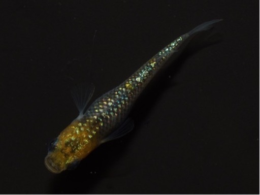 販売 中学生以下無料 高級めだか ミジンコ ゾウリムシ 宵めだか 沼津のその他の中古あげます 譲ります ジモティーで不用品の処分